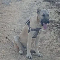 توله سرابی|سگ|چهاردولی, |دیوار