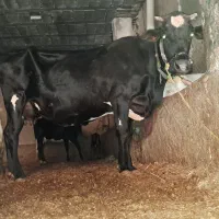 گاو هلشتاین شیرده