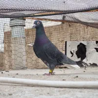 سیاه دم سفید پلاکی و سینه سیاه پلاکی