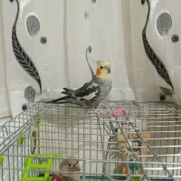 عروس هلندی و مرغ مینا