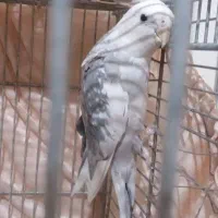 عروس هلندی مولد