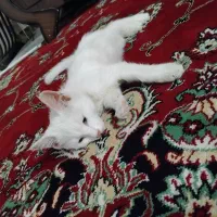 گربه پرشین