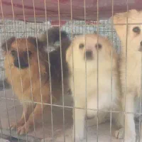 سگ پاکوتاه پامریین شناسنامهدار|سگ|زنجان, |دیوار