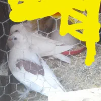 کبوتر پاپری کاکلی