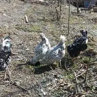 تخم مرغ نطفه دار گلین اصل طوسی و پنگوئنی