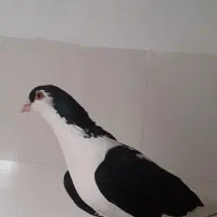 ساده