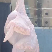 فروش ویژه بوقلمون