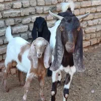 بز با دو بزغاله