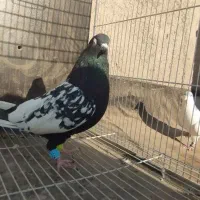 ۲تا سینه نر جفت زرد نرو ماده 1سارنر مشکی ماده