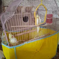 عروس هلندی|پرنده|یزد, |دیوار