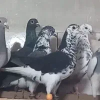 ماده کفتربوم