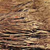 نهالستان انواع نهال صنوبر و بادام و گردو|خدمات باغبانی و درختکاری|خرمآباد, |دیوار