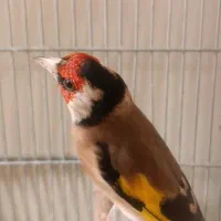 سهره گل بلند دوبر قفل|پرنده|شیراز, تندگویان|دیوار