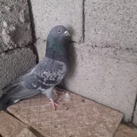 کبوتر|پرنده|آذرشهر, |دیوار