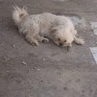 سگ خوشگل شیتزو