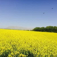 زمین کشاورزی ۳ هکتاری