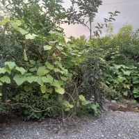 ویلایی ۹۰ متر سنگرقاضیان|اجارهٔ کوتاه‌مدت ویلا و باغ|سنگر, |دیوار