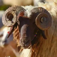 فروش گوسفند زنده