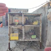 قفس جفت کن|لوازم جانبی حیوانات|لنجان, |دیوار