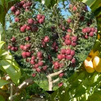 باغ-متراژ-2200متر