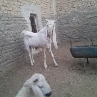 کره چپش گلابی|حیوانات مزرعه|اردکان, |دیوار