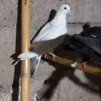 کبوتر پرشی|پرنده|املش, |دیوار