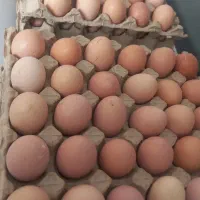 پرورش شترمرغ و مرغ محلی