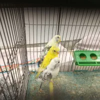 مرغ عشق|پرنده|فرخشهر, |دیوار