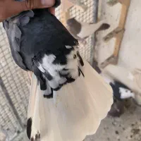 تعدادی ماده درجه یک|پرنده|مرودشت, فیروزی|دیوار