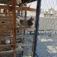 کبوتر ابلغ کاکلی زوردار|پرنده|کنگاور, |دیوار