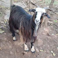 بز جوان ۱ ساله حدود ۴۰ کیلویی گوسفند|حیوانات مزرعه|رشت, بازار|دیوار