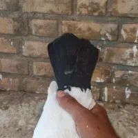 ۸تا کبوتر|پرنده|خرمآباد, |دیوار