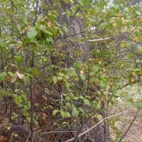 خرید صنوبر|خدمات باغبانی و درختکاری|مشگین شهر, |دیوار