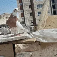 کفتر|پرنده|ساوه, |دیوار