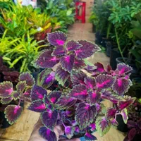 حسن یوسف جدید رسید|گل و گیاه طبیعی|بیرجند, |دیوار