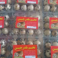 تخم و گوشت تازه بلدرچین