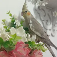 عروس هلندی خوشکل وسرحال