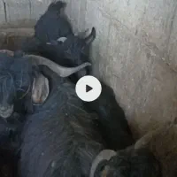 فروش  بز چتیر