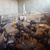 جوجه لاری|حیوانات مزرعه|یزد, |دیوار