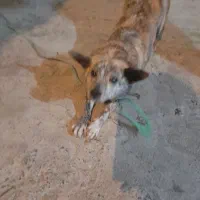 پیدا شده