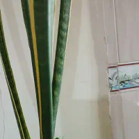 گل طبیعی