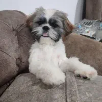 سگ شیتزو|سگ|بکتاش, |دیوار