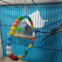 مرغ عشق نروماده