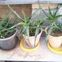 فروش ویژه کاکتوس مناسب هدیه|گل و گیاه طبیعی|شیراز, لاله|دیوار