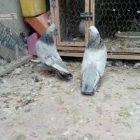 جفت سینه سبز و آبی،سینه سیاه|پرنده|قوچان, |دیوار