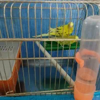 مرغ عشق|پرنده|گرمسار, |دیوار