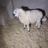 بره ماده