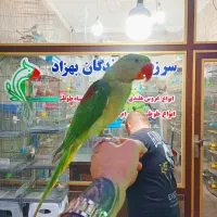 شاه طوطی نر جوجه رام سخنگو داخلی با ضمانت کتبی|پرنده|تهران, استاد معین|دیوار