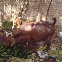 بز و بزغال و میش ۴۵۰