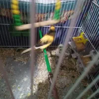 قناری جفت و تک مست|پرنده|بیرجند, |دیوار